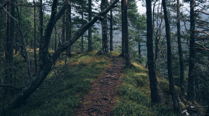 Antlaşmalı Evlilik 1 Antlaşmalı Evlilik 1