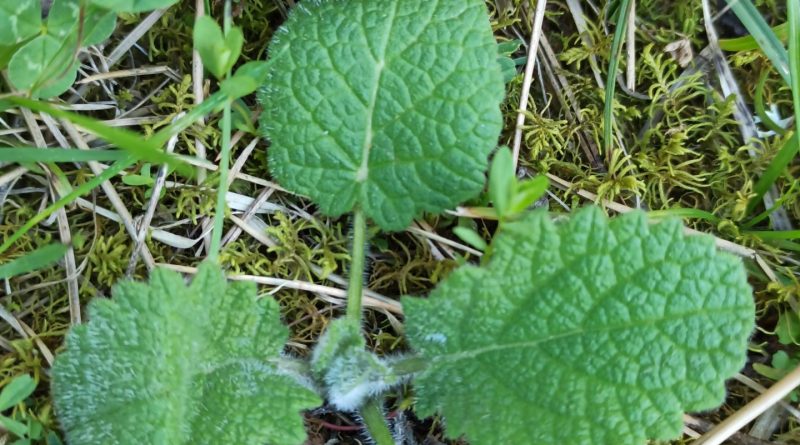 ızmir Konakta yalnız yaşıyorum 1 Hizmetçi Usak Beyim Evlilik Yaparak eşime ait olmak hizmet edeceğim