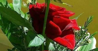 CIDDI EVLILIK 5 CIDDI EVLILIK