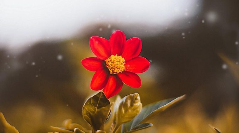 Selam Ben Ayse 40 yasindayim 1 Aşk ve Flört Flört veya aşkın fırtınasıyla mutlu bir evliliği bulacaklarını sananlar aldanma ihtimalini göz önünde tutmalıdırlar. "Onlar erdiler mutluluğa, biz çıkalım kerevetine". Sevgiyi işleyen masalların çoğu bu cümle ile biter. Genç kızla erkek birbirlerine delicesine tutulmuşlardır, araya giren "kötü" kişilere rağmen kavuşurlar ve evlenirler. Artık onlar mutluluğa ermişlerdir, hiç problemleri yoktur ve saadet dolu, cıvıl cıvıl bir evlilik onlarındır. Prensle prensesi veya Aslı ile Kerem 'i artık sonsuza kadar sürecek mutluluk beklemektedir. Romantik aşk efsanesi dediğimiz bu şartlanma, bize dünyadaki her genç erkeğe karşılık, "onun için yaratılmış" bir genç kız bulunduğunu anlatır. Kendisine yazılmış olan insanla karşılaşıldığında kişi onu hemen tanır; çünkü ona aşık olur. Artık kendi seçtiği insanla karşılaştığına ve bu birleşme haliyle kusursuz olacağına göre, birbirlerinin bütün ihtiyaçlarına ebediyen karşılık verebilir ve dolayısıyla da sonsuza kadar kusursuz bir uyum ve beraberlik içinde mutlu yaşayıp gidebilirler. Ama gerçek böyle olmaz. İhtiyaçlar karşılanmazsa, korkunç bir hata yapılmış olduğu ortaya çıkar. Demek ki yanlış yorum yapılmıştır; aşk zannedilen gerçek aşk değildir. Ya boşanma veya geçimsizlik evlileri bekleyen akıbettir. Aşık olma Gerçek anlamda "Aşık olmak", iki kişinin sadece, birbirlerinin gözlerinin içerisine sevgiyle bakmaları değil; aynı zamanda, tüm fikirleriyle aynı yöne bakabilmeleridir ve bakışlarla olduğu gibi ruhen de bütünleşebilmeleridir. Aslında "aşık olma" sevgiye eşdeğer değildir. Birincisi aşık olma tecrübesinin özellikle cinsel arzu ile ilgili yanı vardır. İkincisi de hiçbir aşk, hep devam etmez ve geçicidir. Kime aşık olunursa olunsun, bu ilişki yeterince devam ederse er ya da geç aşk sona erer. Bu, aşık olunan kişiyi sevmekten mutlaka vazgeçilir anlamında değildir. Ama aşık olmanın en büyük özelliğini oluşturan ihtiraslı sevgi mutlaka biter. Balayı muhakkak sona erer. Romantizmin açan çiçeği katiyetle solar. Meşhur hikâyede Mecnun da Leyla 'ya olan aşkının geçici olduğunu anlar, sonunda ilahi aşka yönelir. Artık o fani olan Leyla'nın peşinde koşmaz, ebedî aşka kavuşmuştur. Aşık olmanın temelinde kişinin yalnızlıktan ürkmesi vardır. Yalnızlık acı vericidir ve ferdî kimliğimizin duvarını aşarak dışımızdaki dünyayla daha fazla özdeşleşebileceği bir duruma ulaşmak isteriz. İşte aşık olma olayı geçici olarak bu geçişi yapmayı sağlar. Aşık olmak aslında ferdin benlik sınırlarının bir bölümünün aniden çökerek, kişinin kendi kimliğini bir başkasının kimliğiyle kaynaştırabilmesine izin vermesidir. Kişi sevdiğiyle birdir artık, yalnızlıktan kurtulmuştur. Bazen de sevgiyle her türlü engelin aşılacağı sanılır. Aşkın gücü önünde bütün karşı güçlerin teslimiyet içinde boyun eğeceklerine ve karanlıklara karışıp kaybolacaklarına inanılır. Aşık olunduğunda hissedilen bu duyguların gerçeklere uzaklığı, tıpkı iki yaşındaki bir çocuğun kendisini ailesinin ve dünyanın kralı gibi hissetmesine ve sonsuz bir güce sahip olduğuna inanmasına benzer. Nasıl iki yaşındaki çocuğun "her şeye gücü yetme" fantezisi gerçeğin darbesine uğruyorsa aşık olan bir çiftin "bir olma" fantezisi de aynı duvara çarpar. Günlük hayatın sorunları karşısında, er ya da geç ferdi irade ve istekler ortaya konulur. Çelişkiler belirir. Erkek cinsellik ister. kadın isteksizdir. Kadın gezme ister, erkek kabul etmez. Erkek para biriktirmek arzusundadır, kadın bulaşık makinesi için bastırır. Kadın ev işlerinden söz eder. erkekse kendi meşguliyetlerinden dem vurur. Kadın erkeğin arkadaşlarından hoşlanmaz, erkek de kadınınkilerden. Böylece her ikisi de varlıklarının derinliklerinde, şu üzücü gerçeği idrak ederler: Sevdikleriyle aslında "bir" değillerdir ve sevdikleri kişinin kendi arzulan, istekleri, zevkleri, önyargıları ve onlardan farklı bir zamanlaması vardır ve olmaya da devam edecektir. Aniden veya yavaş benlik sınırları eski yerlerine çekilip kapanmaya başlar; aşk biter. Yeniden iki fert haline gelirler. İşte bu noktada ya bu evliliğin bağlarını çözmeye veya gerçek sevginin temelini atmaya başlarlar. Aşık Veysel aşkı "sevdiğine kavuşamamaktır" diye tarif etmişti. Gerçekten seven çiftler bir araya gelince her şey sanıldığı gibi toz pembe olmaz ve çoğu zaman da "aşk" biter. Flörte gelince Evliliğe flört ederek adım atmayı savunanlar hayli fazladır. Ancak flört ederken evliliği gözetenler, birbirini gereğinden fazla kandırırlar. En azından İlk zamanlarda kim olduklarını, ne düşündüklerini, neye inandıklarını birbirinden gizlemeye çalışırlar. Flört sırasında "Tam istediğim gibi. Her konuda uyum sağlıyoruz." denir. Fakat sorunlar, genellikle balayının bitip kişilerin gerçek yüzü ile görünmesiyle başlar. Bu sefer yanlış insanla evlenildiği, daha doğrusu evlendiğini sandığı insanla evlenmediği neticesine varılır. Çünkü flört öncesinde taraflar birbirlerini sevdirmek için abartıya kaçarlar. Bu devrede kendi ilgisi değil karşı taraf düşünülür. Bunu karşı tarafı sevindirmek ve o anı paylaşmak amacıyla yapar. O zaman ne yapmalıyız? Evlilik öncesi flört veya nişanlılık döneminde, müstakbel eşin iyi özellikleri aranır ve başkalarına anlatılırsa evlilikteki uyum artar. Müstakbel eş hakkında söyleyecek güzel şeyler bulmak, sabırlı, anlayışlı. kibar ve anlaşılabilir bir yaklaşım içinde olmak evliliğin geleceği açısından mükemmel bir eğitim işlevi görecektir. Evlenmeye karar verirken eş adayının anne ve babası göz önüne alınmalıdır. Çünkü onlarla iyi geçinmek evliliğin uyumunu artırır. Karşı taraf olduğu gibi kabul edilmelidir. Aşık olan veya flörtün dalgalarında dolaşan kişiler, sevdiği kişiyi kusursuz yaratılmış olarak algılar. Sevdiğinde hata görürse, bunları önemsiz, hatta ona renk ve çekicilik katan küçük tuhaflıklar olarak yorumlar. İşte burada, duygusallıkla değil, muhakeme ile karar vererek, ileride ne ölçüde problem olacağı hesaba katılmalıdır. Davranışlarının değişeceği, kendisine uyum sağlayacağı önyargısından kaçınmak gerekir. Bilinmelidir ki olgun bir evlilik, kendisinin ve eşinin bağımsız kişilikleri ve birbirinden ayrı benlikleri olduğunu kabul etmeye dayanır. Mutlu evlilik yapan çiftler, eşlerini oldukları gibi kabullenmişlerdir ve onlarda mükemmeli arama ve onları değiştirme çabalarının yararsızlığını anlamış insanlardır. İnsanın en fazla ihtiyacını tatmin eden, kalbine karşılık bir kalbin bulunmasıdır ki, her iki taraf sevgilerini, aşklarını, şevklerini birbirleriyle paylaşsınlar. Lezzetlerde birbirlerine ortak, gam ve kederli şeylerde de yardımcı olsunlar.