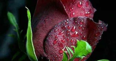 Ciddi düşünen bayan arıyorum 4 Evlilik dusunen ciddi bayan arkadas ariyorum