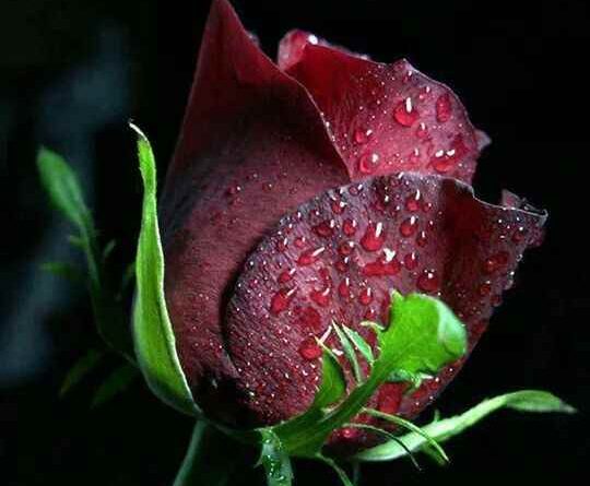 Ciddi evlilik düşünen bayan arıyorum 1 Evlilik dusunen ciddi bayan arkadas ariyorum