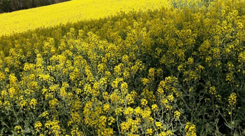 Ben Melis Güvenilir 1 Cilginligi seven bayanlar