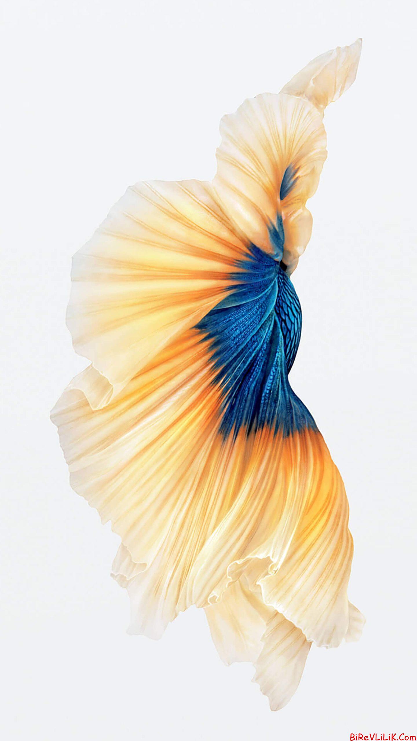 Adim murat 28 yaşındayım 1 Iphone_iphone39.jpg