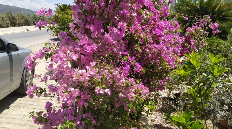Kıymet bilene gönülde verilir,ömürde... 1 Bayan arkadaş