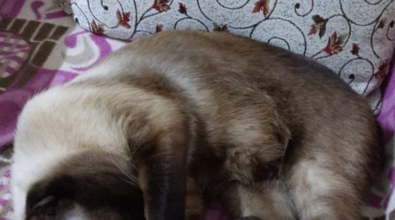 Sevgili arıyorum uzun süreli 1 Sevgili arıyorum uzun süreli