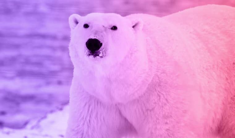 The story of a woman and a hungry polar bear 2