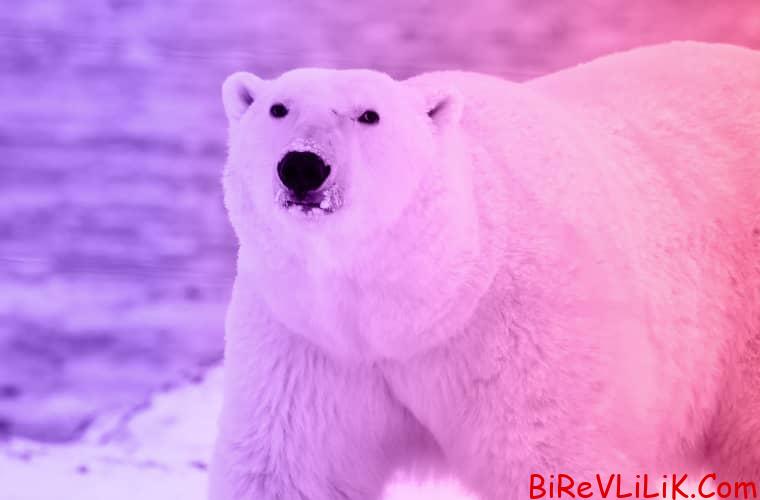 The story of a woman and a hungry polar bear