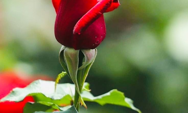 Hollanda’dan Evlenmek istiyorum 1 Hollanda’dan Evlenmek istiyorum