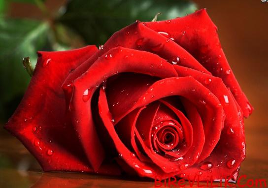 İstanbuluyum meslegim muhasebecelik 1 İstanbuluyum meslegim muhasebecelik