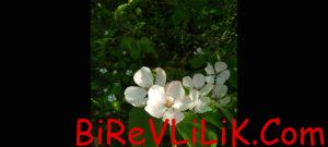 KALBİNİ HIZLANDIRABİLİR İST